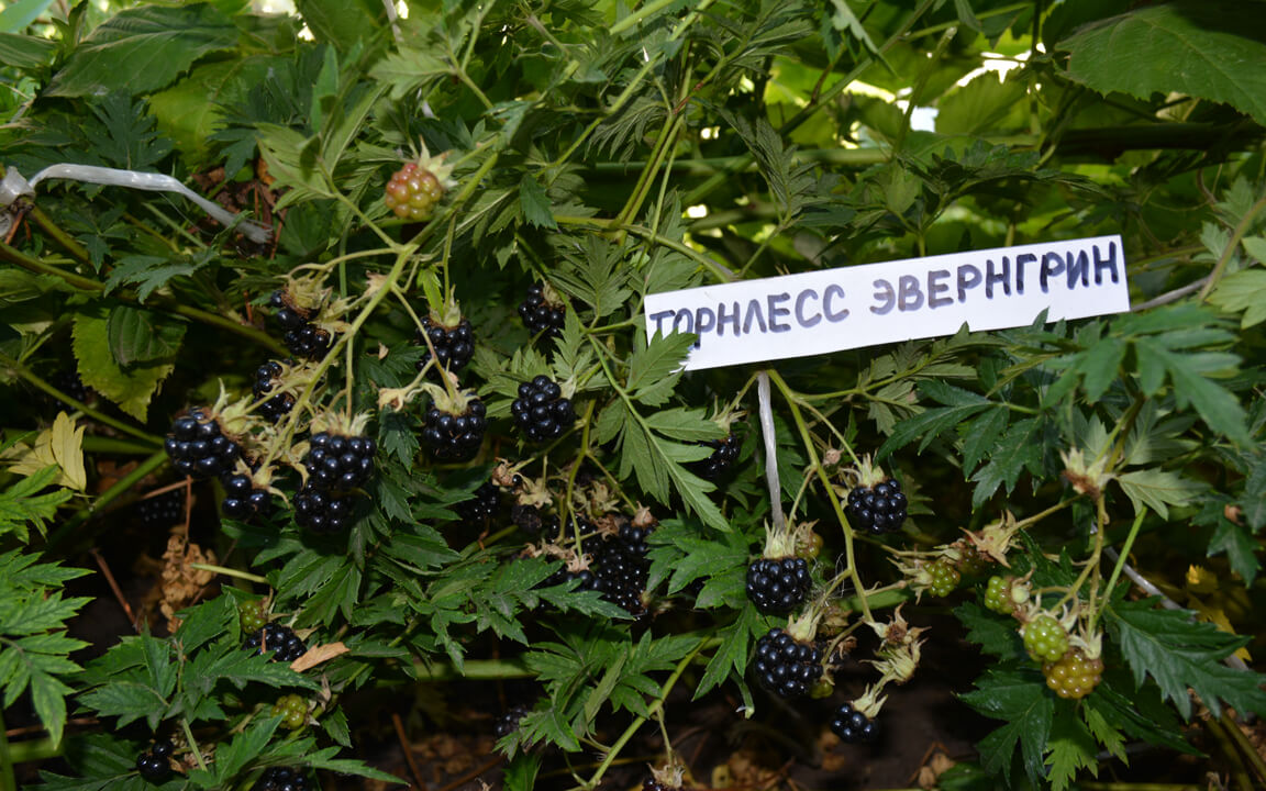 Малина черноплодная подарок губина 84